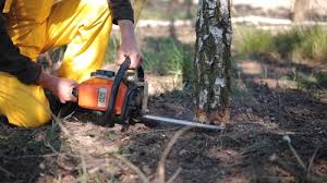 Best Hazardous Tree Removal  in Shamrock, TX