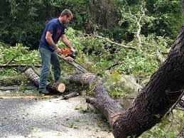 Shamrock, TX Tree Care Company