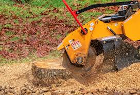 Best Tree Preservation Services  in Shamrock, TX