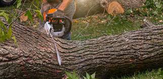 Best Tree Mulching  in Shamrock, TX